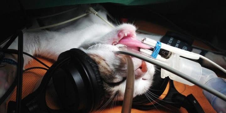 During Surgery, Cats Prefer Listening To Classical Music Over AC/DC
