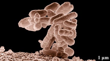 Scientist Gives Himself Fecal Transplant To Try A Hunter-Gatherer's Microbiome