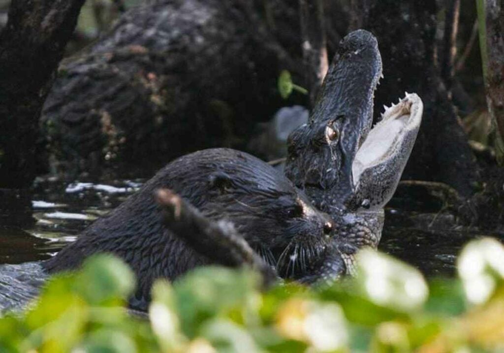 Uh, so everything you thought about otters being the cuddliest animal ever is probably torn apart after seeing this image. Crocodiles, beware: you might be next. <em>From March 7, 2014</em>