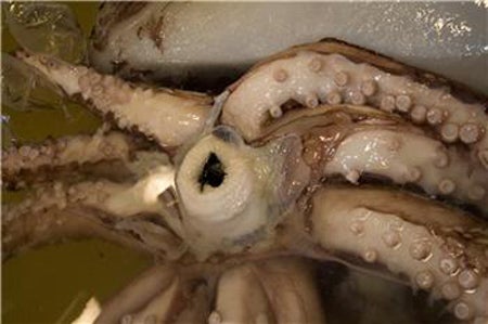The squid fillets fish with its beak by eating the flesh up one side and down the other. "Much worse for the fish is if the squid starts eating at the tail end," says Auckland University of Technology Ph.D candidate Kathrin Bolstad.