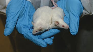 New Diet Pill Works In Mice By Making Them Digest Without Eating