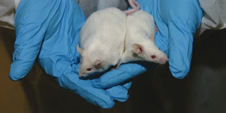 New Diet Pill Works In Mice By Making Them Digest Without Eating