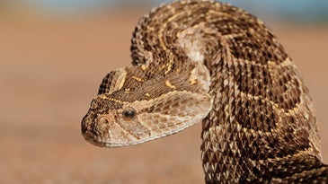 What snakes lack in legs they make up for with strange body manipulations
