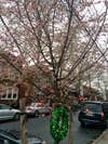 A flowering Brooklyn tree on December 24