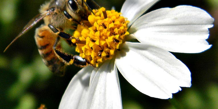 How Honey Bees Point Their Way To Food
