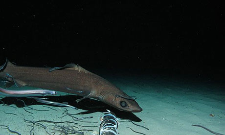 The dumb gulper shark (<em>Centrophorus harrissoni</em>), also known as the dumb shark or Harrison's dogfish, is an extremely rare deepwater shark native to the areas around Australia and New Zealand. It's wildly overfished for its meat and its liver oil and its population may have decreased by 99% since the 1970s.