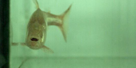 Blind Cavefish Navigates With Mouth Suction