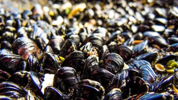 Using Nanoparticles And Mussel Glue To Clean Up Oil Spills