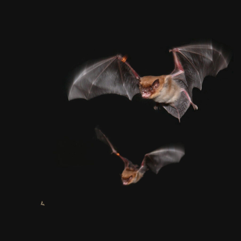 Male big brown bats in flight use a special call, different from the echolocation calls they use for navigation, to warn other foraging males away from prey they're claiming for themselves.