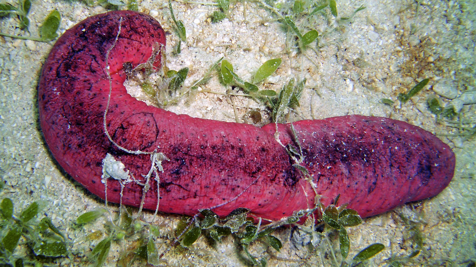 This Sea Cucumber Looks Like A Burnt Hot Dog, And It’s In Trouble