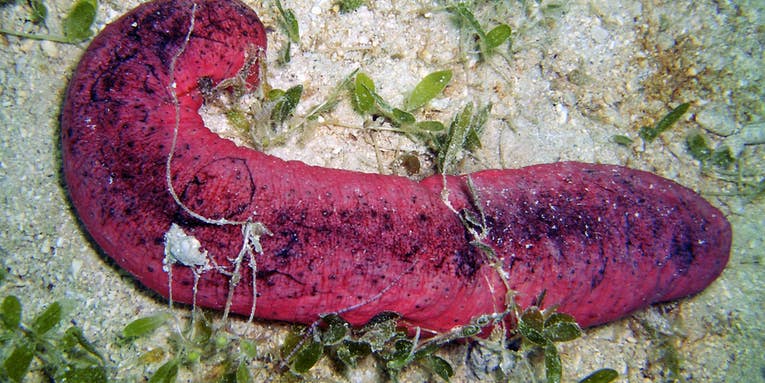 This Sea Cucumber Looks Like A Burnt Hot Dog, And It’s In Trouble
