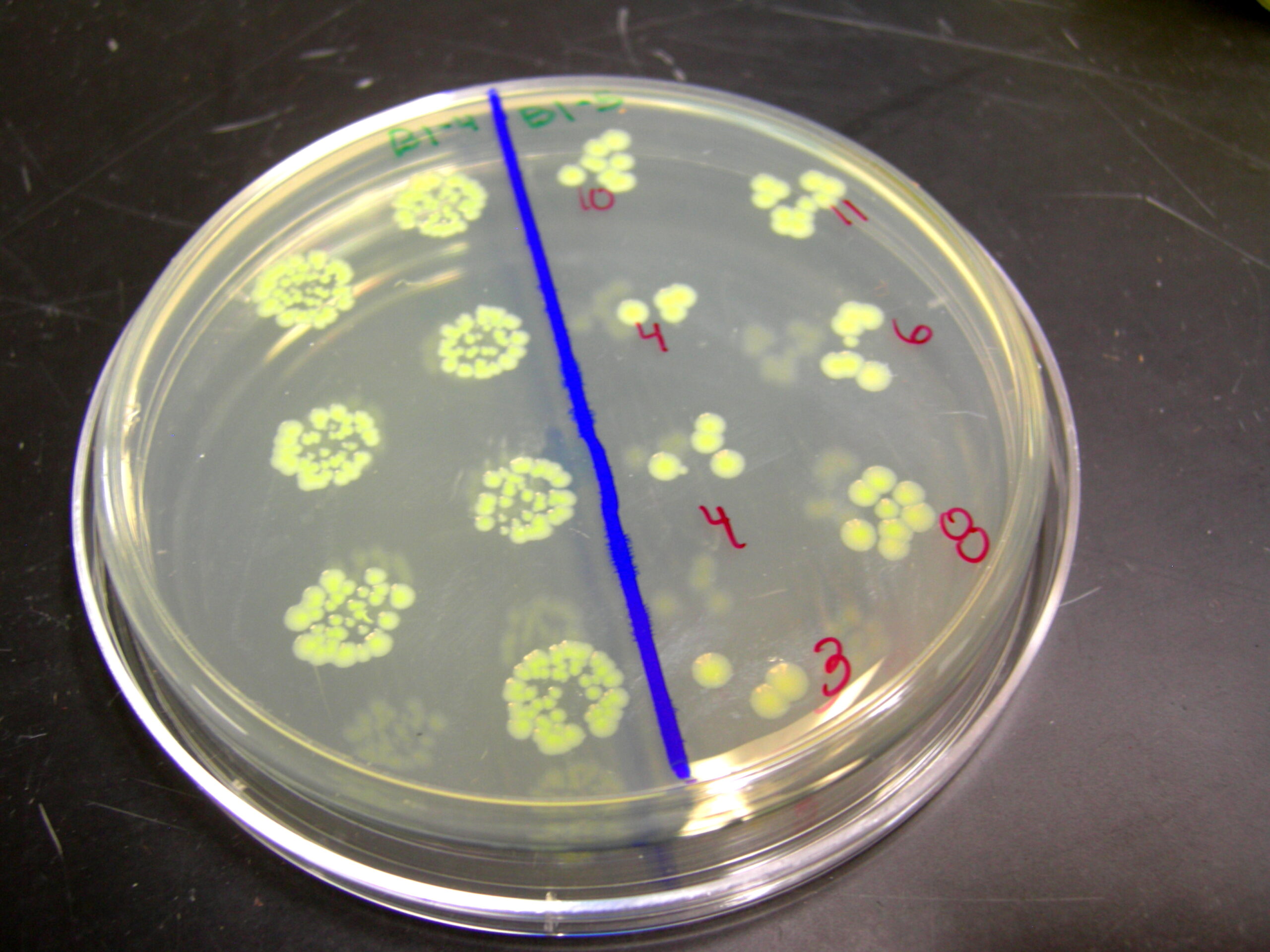 40 бактерий. Чашка Петри с питательной средой. Посев бактерий в чашке Петри. E coli на чашке Петри. Селекция штаммов микроорганизмов.