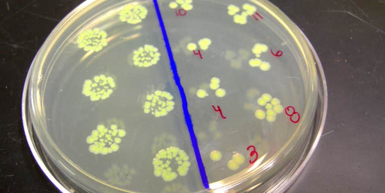 Mutant Bacteria Are Likely to Threaten Future Space Travelers
