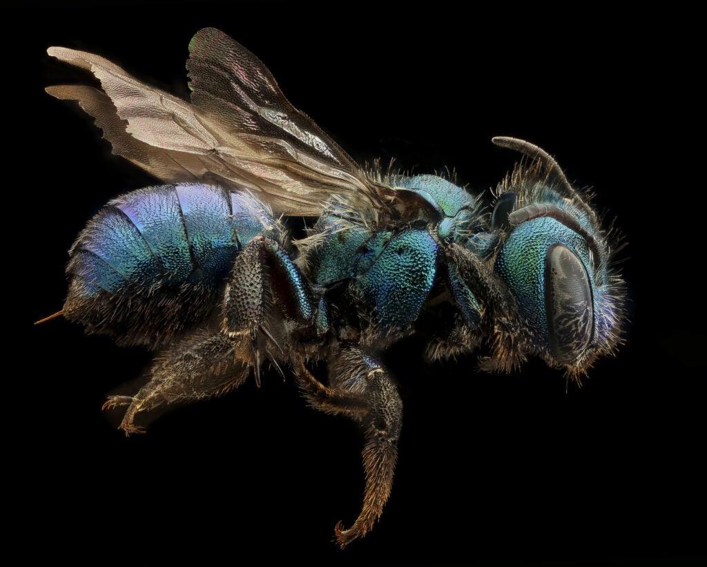 mason blue bee