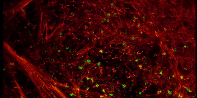 Watch The Inside Of A Cell Move In High Resolution