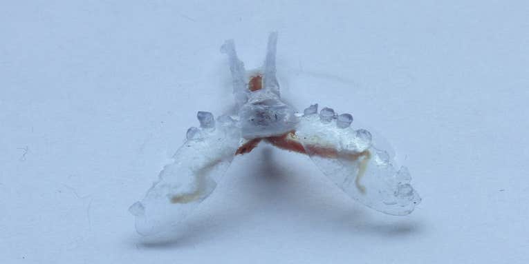 Sea Slug Provides The Muscle For Tiny Robot