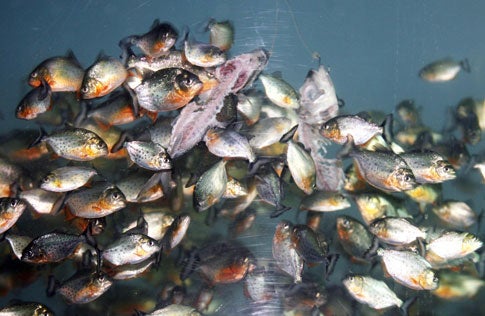 How Long Would it Take Piranhas to Eat a Person? | Popular Science