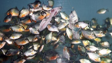 How Long Would it Take Piranhas to Eat a Person?