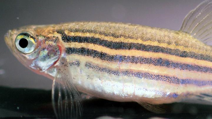 Bolder Fish Have Svelter Shapes