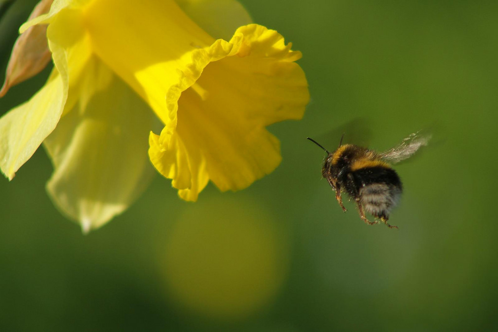 Scientists Chart The Lifetime Of A Bee In Flight Paths