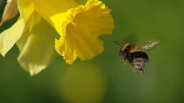 Scientists Chart The Lifetime Of A Bee In Flight Paths