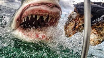 Toothy Sharks, Snake Robots, And Other Amazing Images Of The Week