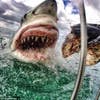 This up-close-and-personal photograph of a great white shark went viral this week. New Jersey art teacher Amanda Brewer took the shot with a GoPro while volunteering with the animal conservation group White Shark Africa.