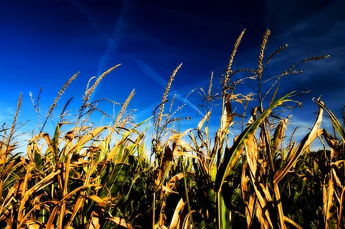 The Future of Cellulosic Ethanol is Green
