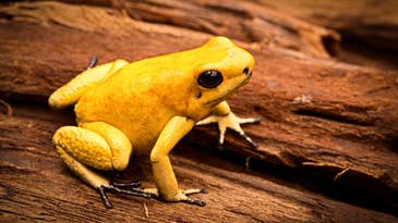 Scientists just synthesized the deadly toxin of an adorable frog