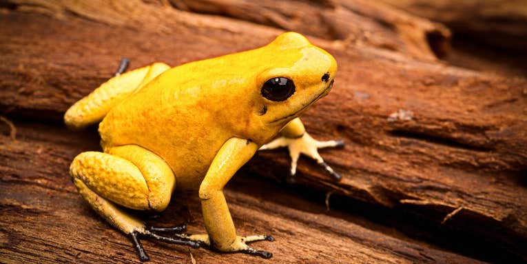 Scientists just synthesized the deadly toxin of an adorable frog