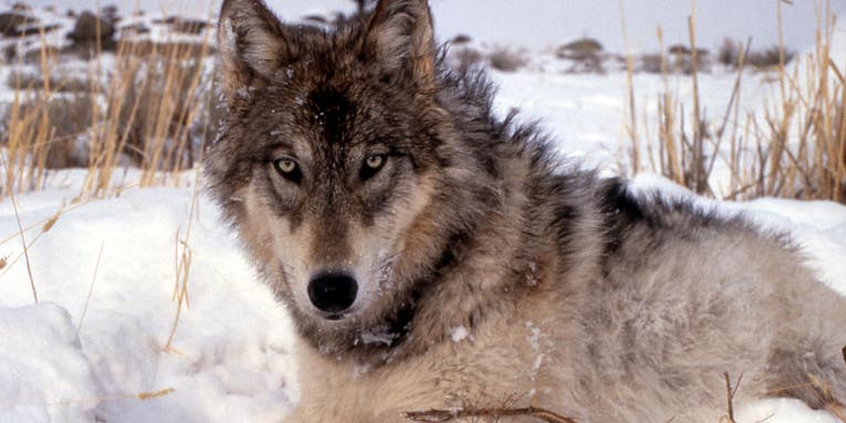 Hunters may need to keep their paws off Wisconsin wolves