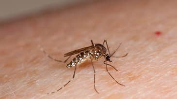 Curbing Zika Virus: Mosquito Control