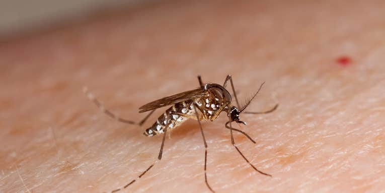 Curbing Zika Virus: Mosquito Control