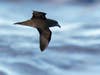 Researchers studying critically endangered Mescarene petrel in the Indian Ocean made an image believed to be the first of its kind: a mama bird with a visible baby bump.