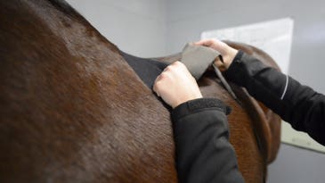 Sports Bras Could Save Horses’ Lives
