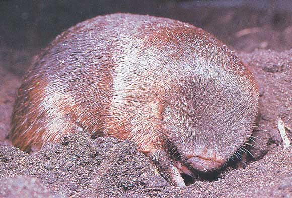 The World’s Only Iridescent Mammal Is Blind and Lives Underground