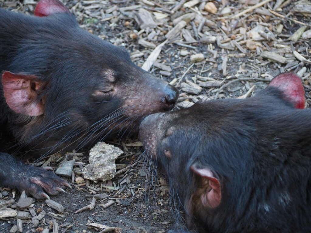 Two tasmanian devils give each other a kiss