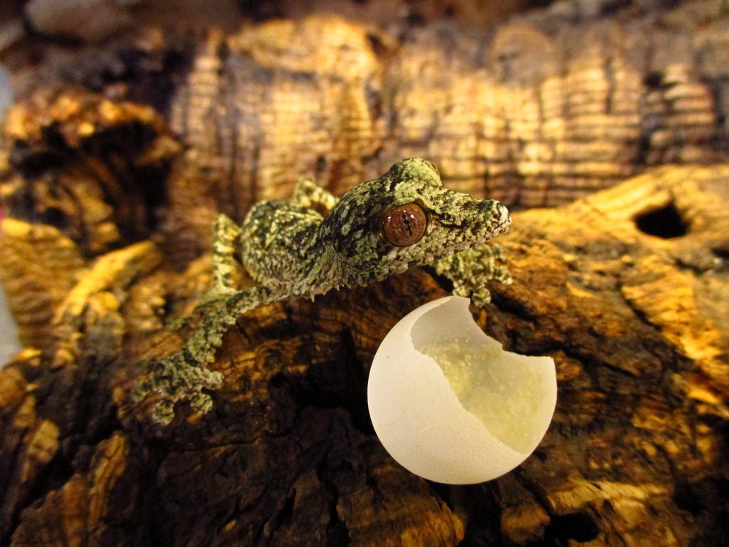 Here's a freshly hatched leaf-tailed gecko with its eggshell. Native to Madagascar, these reptiles are threatened by habitat loss and collectors who catch them to sell as pets.