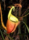 Nepenthes bicalcarata intermediate pitcher
