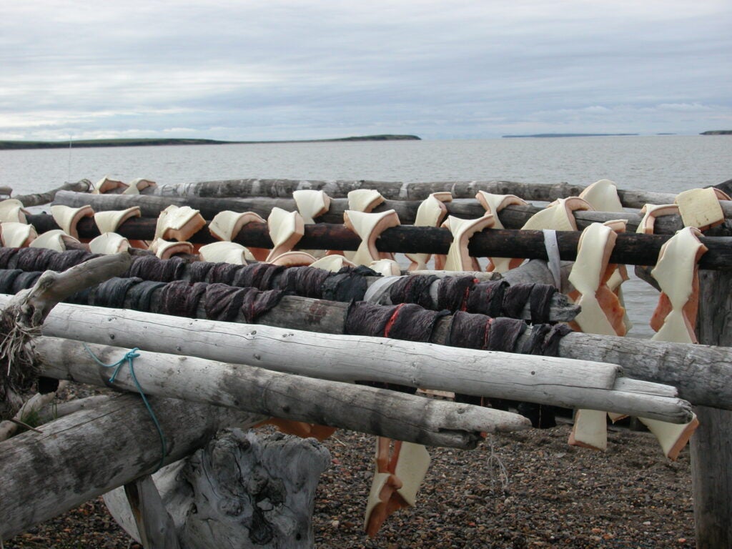 Beluga whale meat is a staple of the traditional Inuit diet. Researchers worry that they may become infected with T. gondii by handling or eating raw or undercooked meat.
