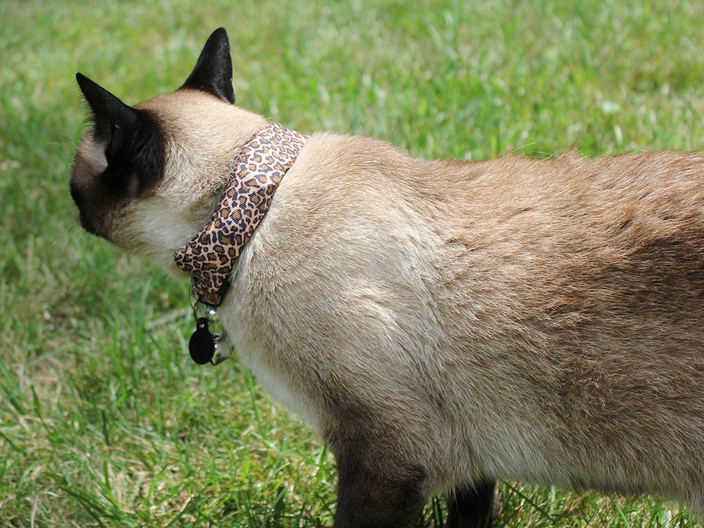 Wi-Fi Hacking Cat Collar