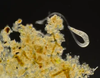 WATCH THE VIDEO! <em>Lacrymaria olor</em> is a protozoan about .1 mm long that lives in fresh water. It is named for its shape, which is thought to rather poetically resemble a swan's tear, and can extend its "neck" up to seven times the length of its body, as is visible in this video.