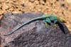 a blue-green lizard on a rock