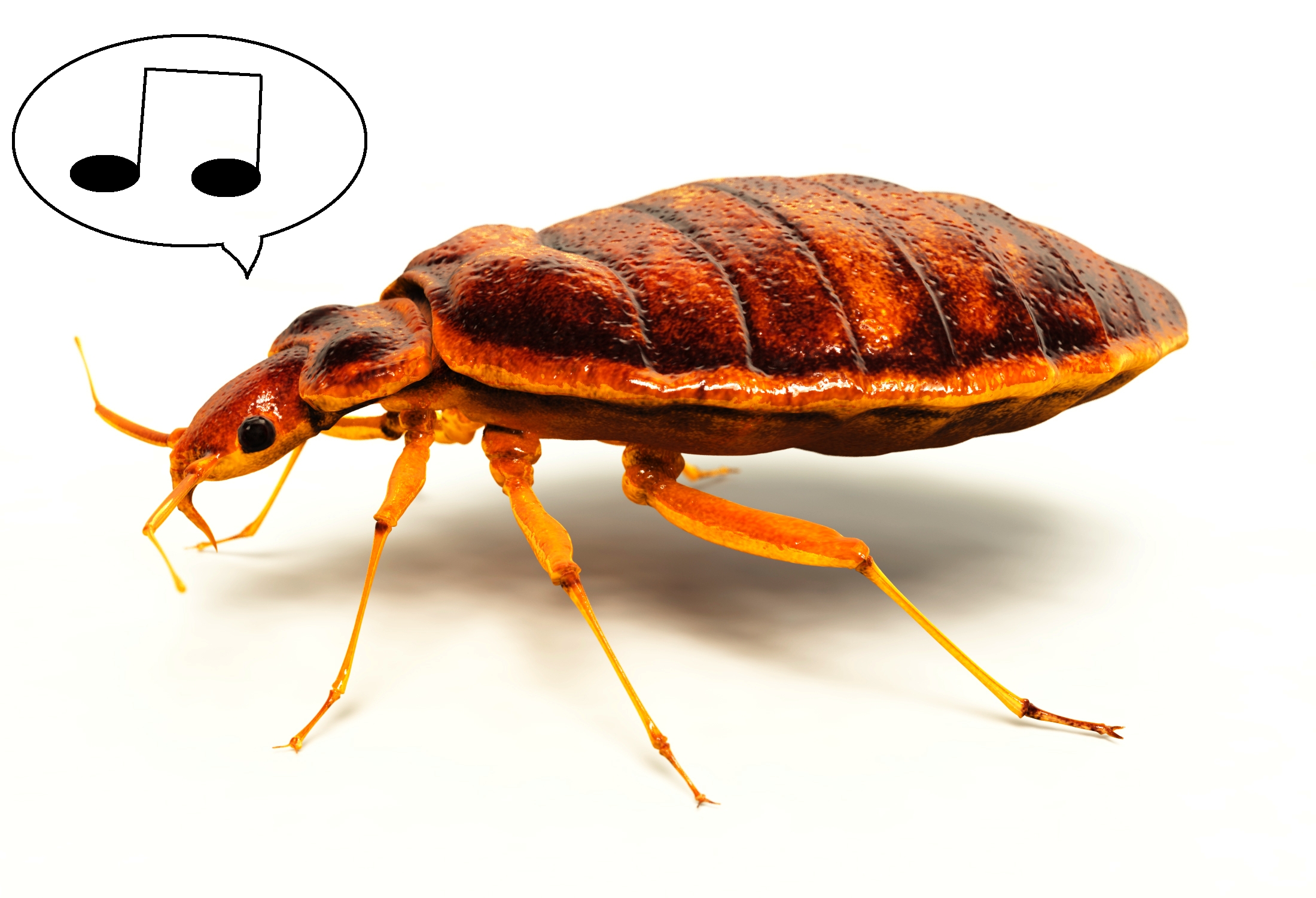 The Bed Bug: A Musical Muse