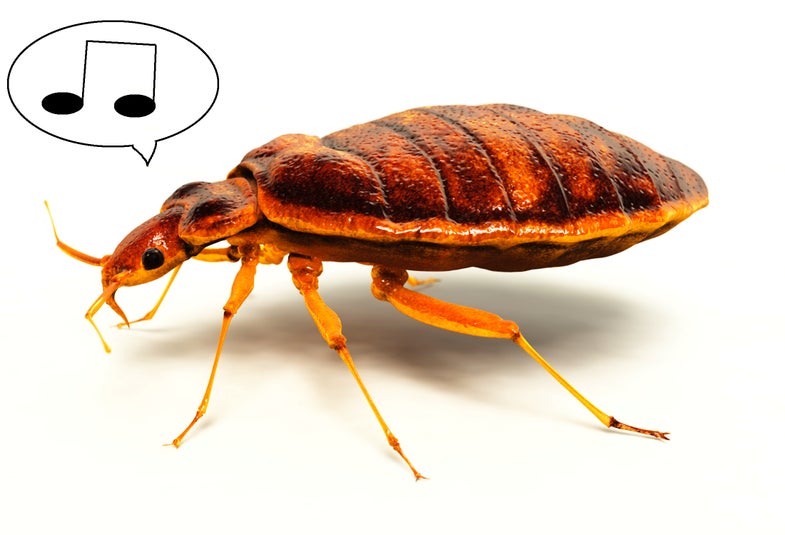 bed bug with musical notes
