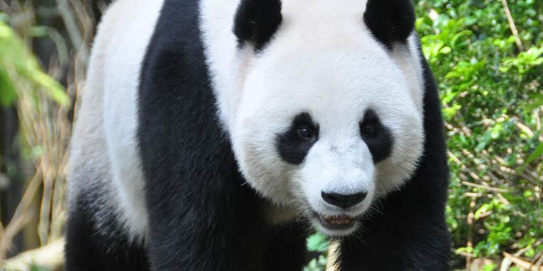 Sneaky Panda Fakes Pregnancy For Extra Treats And Attention