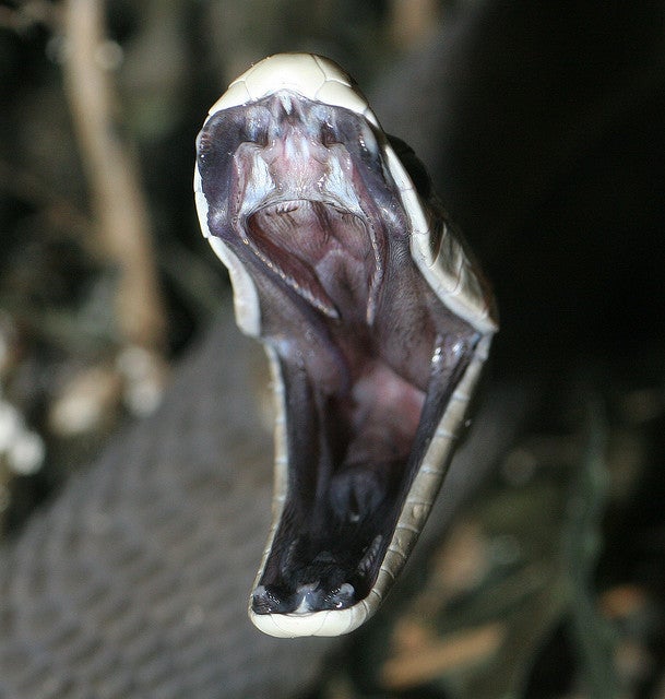 "snake"