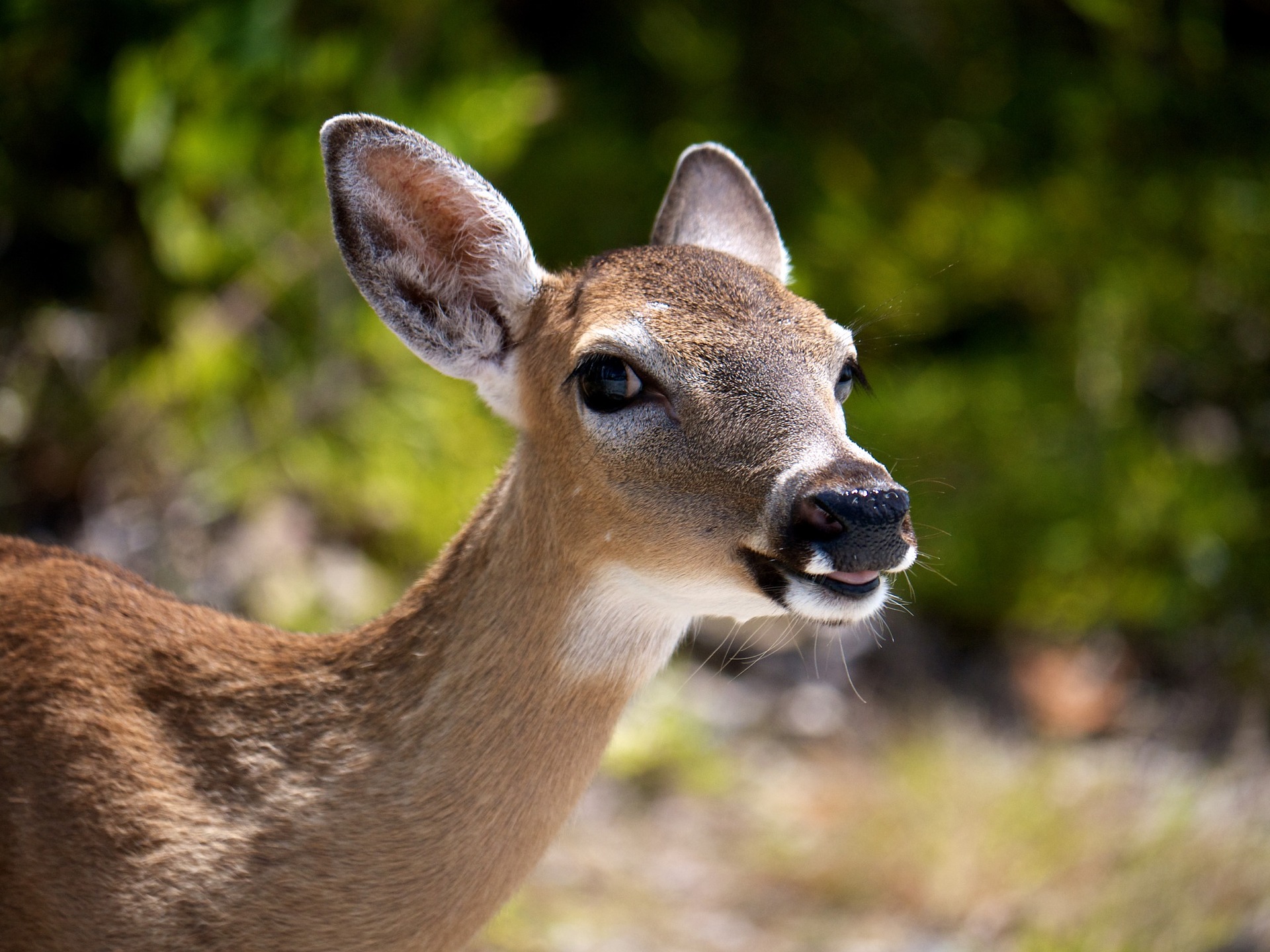 A fatal disease is spreading among U.S. deer, but there may be a new way to detect it