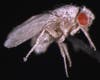 This fruit fly is covered with a fungal infection after a childhood in space compromised its immune system.