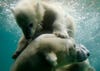 A six-month-old polar bear cub frolics with her mother in a zoo in Wuppertal, Germany. Read more <a href="http://www.theglobeandmail.com/multimedia/camera-club/in-photos/best-pictures-from-june-6/article4235335/#gallery_1752=2">here</a>.